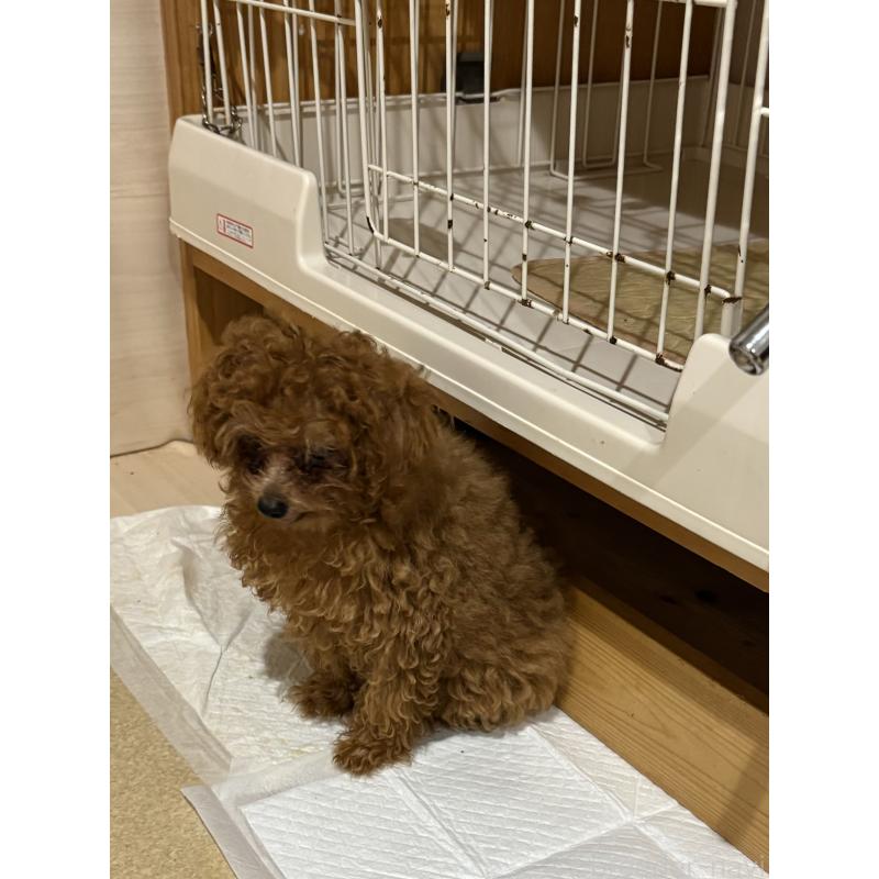 販売中の香川県のティーカッププードル-400236の2枚目