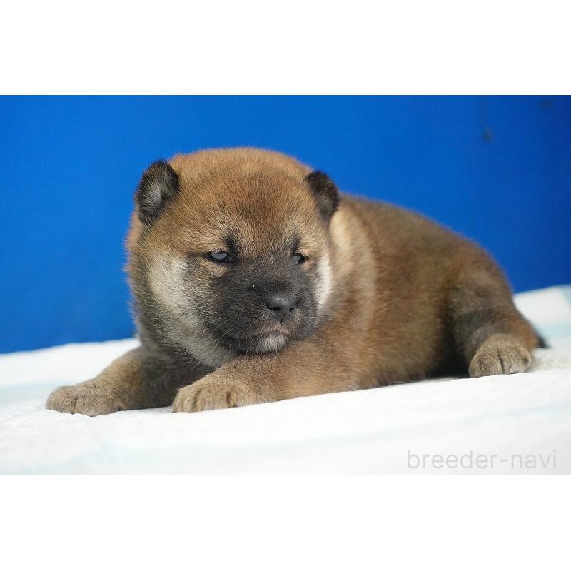 販売中の愛知県の柴犬-416006の5枚目