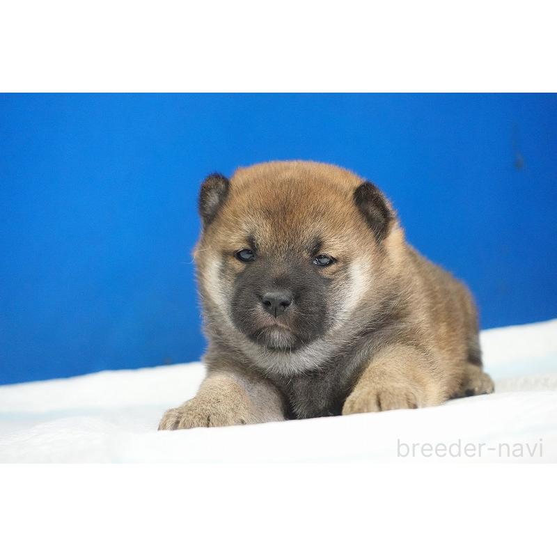 販売中の愛知県の柴犬-416006の3枚目
