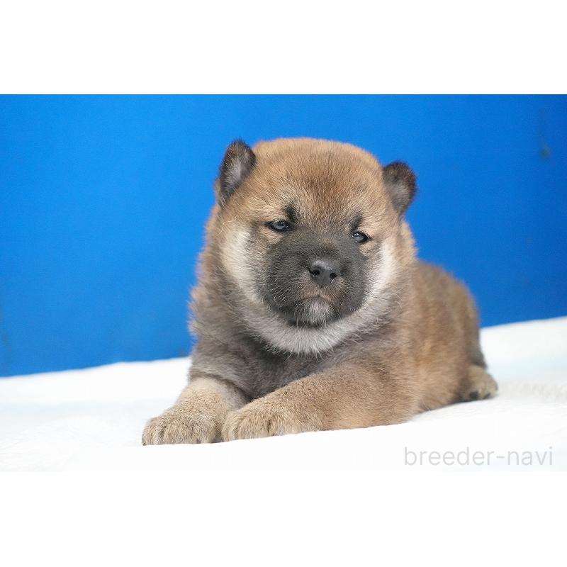 販売中の愛知県の柴犬-416006の4枚目