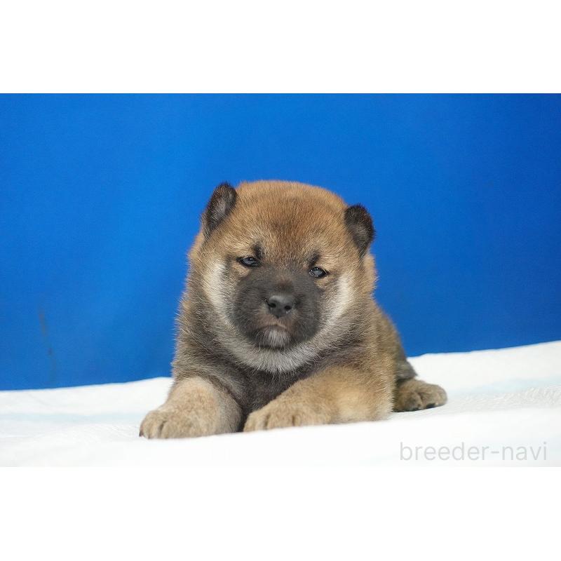 販売中の愛知県の柴犬-416006の2枚目