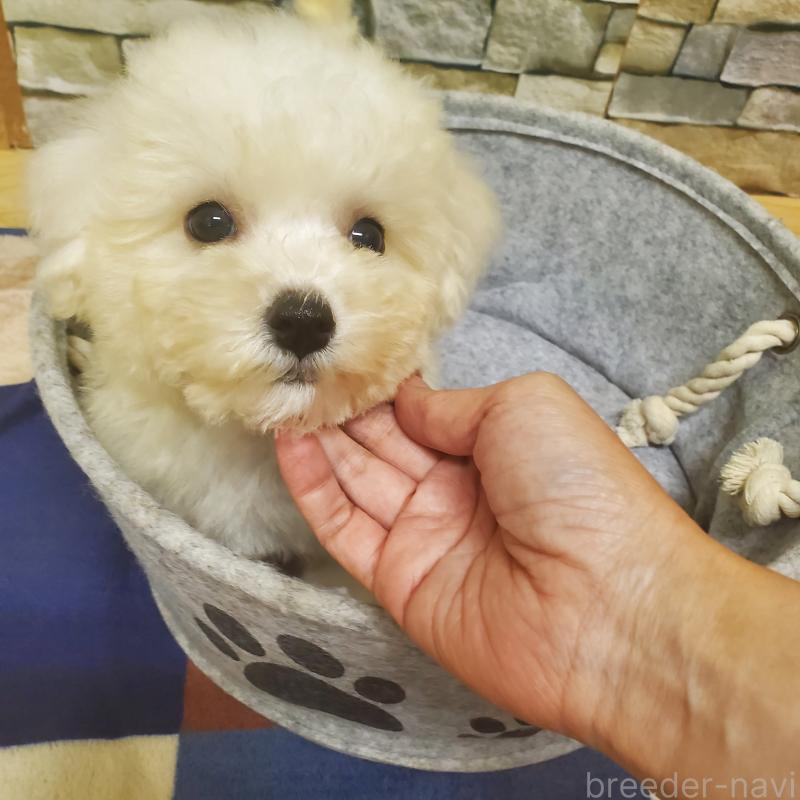 販売中の広島県のビションフリーゼ-411497の7枚目