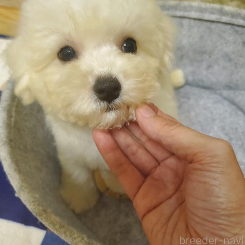 販売中の広島県のビションフリーゼ-411497の6枚目