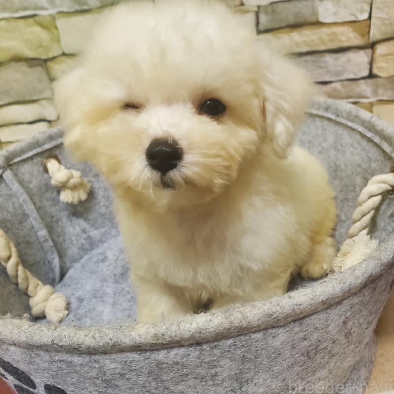 販売中の広島県のビションフリーゼ-411497の5枚目