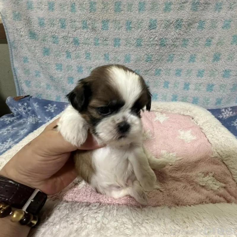 成約済の大阪府のシーズー-405554の1枚目