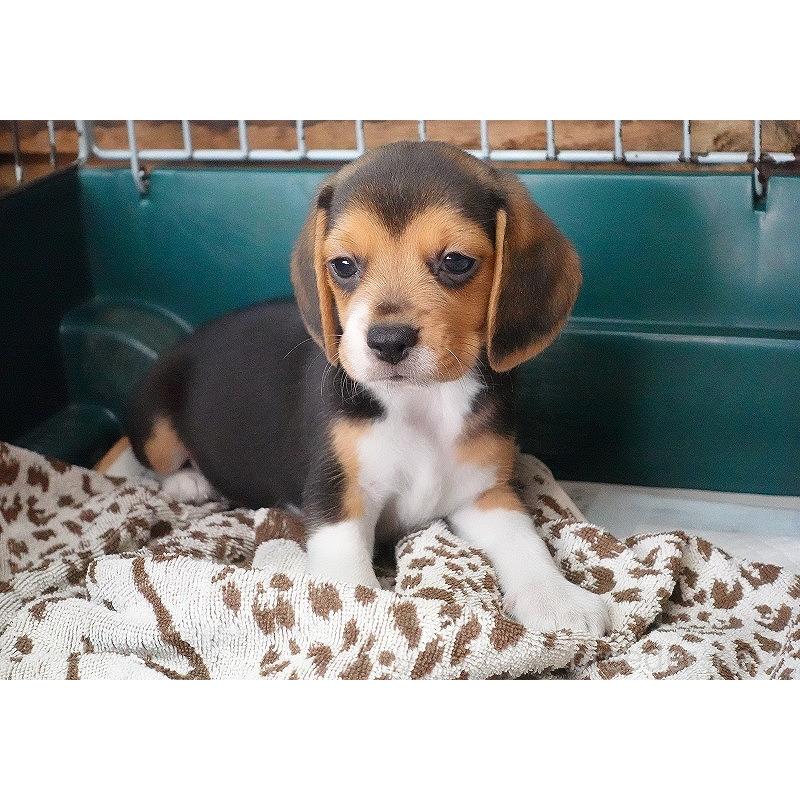 成約済の愛知県のビーグル-413576の12枚目