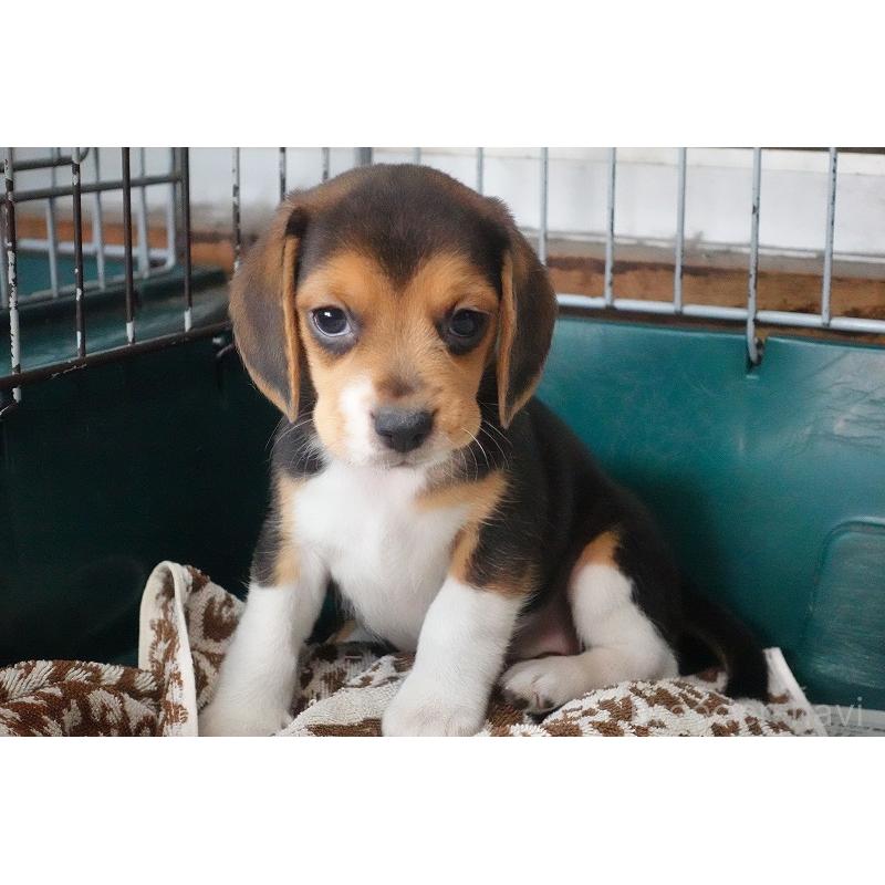 成約済の愛知県のビーグル-413576の11枚目