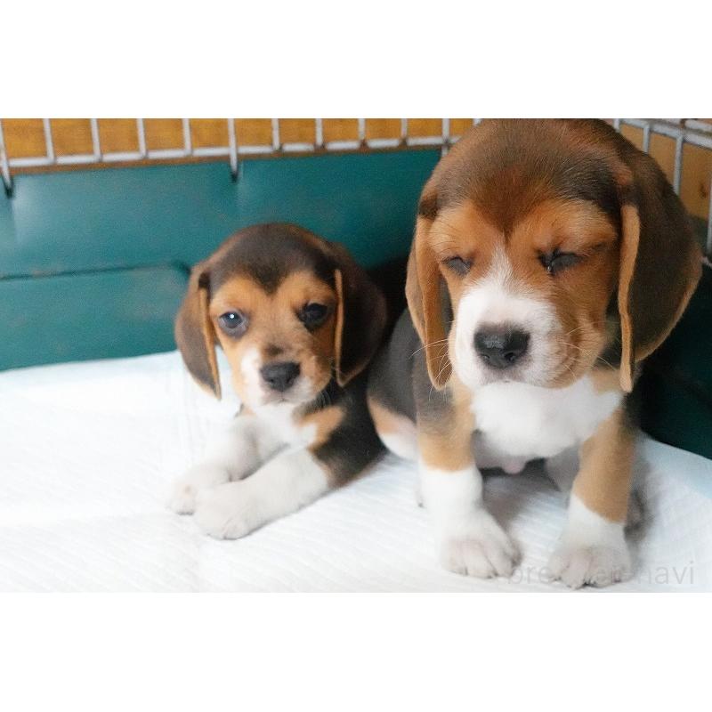 成約済の愛知県のビーグル-413576の10枚目