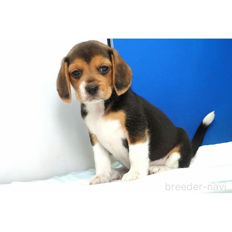 成約済の愛知県のビーグル-413576の9枚目