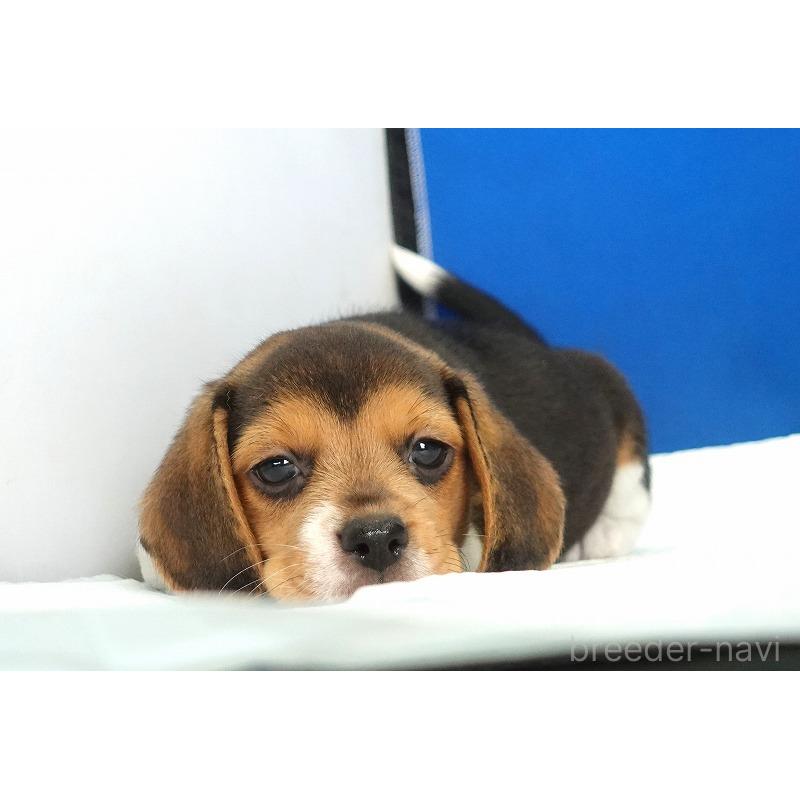 成約済の愛知県のビーグル-413576の8枚目