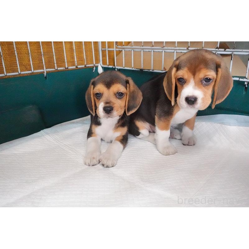 成約済の愛知県のビーグル-413576の6枚目