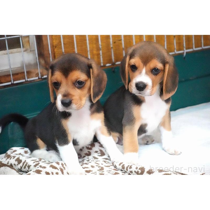 成約済の愛知県のビーグル-413576の5枚目