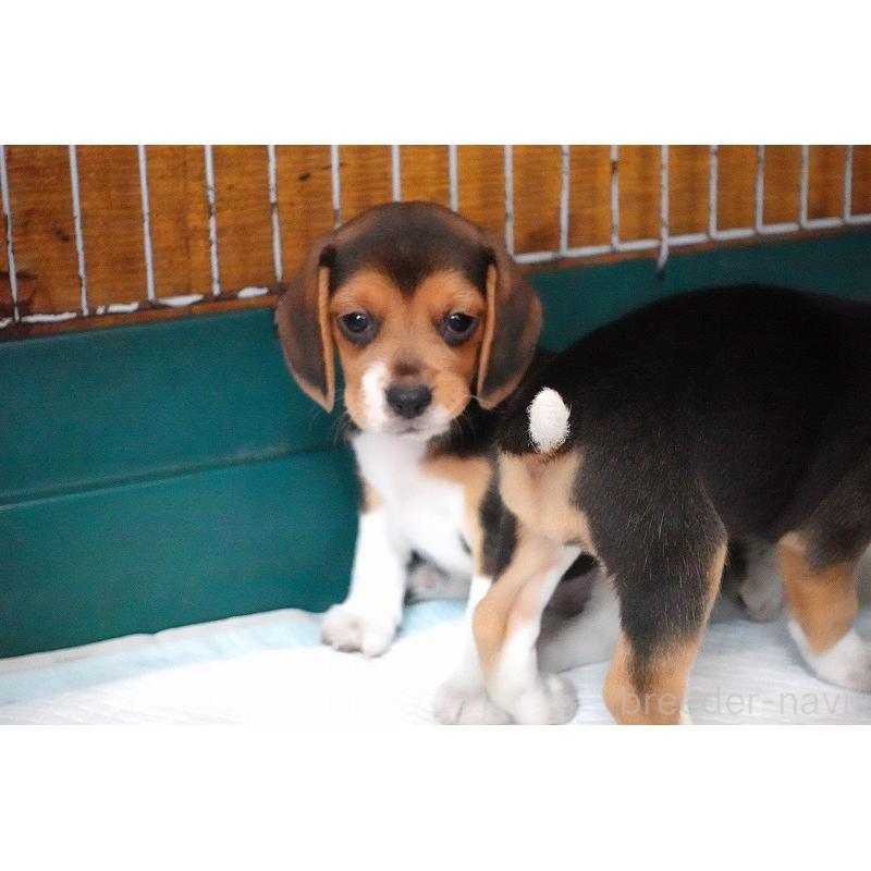 成約済の愛知県のビーグル-413576の4枚目