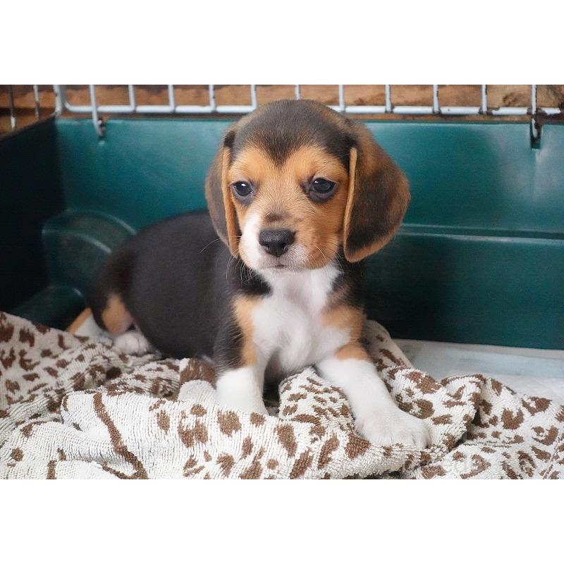 成約済の愛知県のビーグル-413576の3枚目