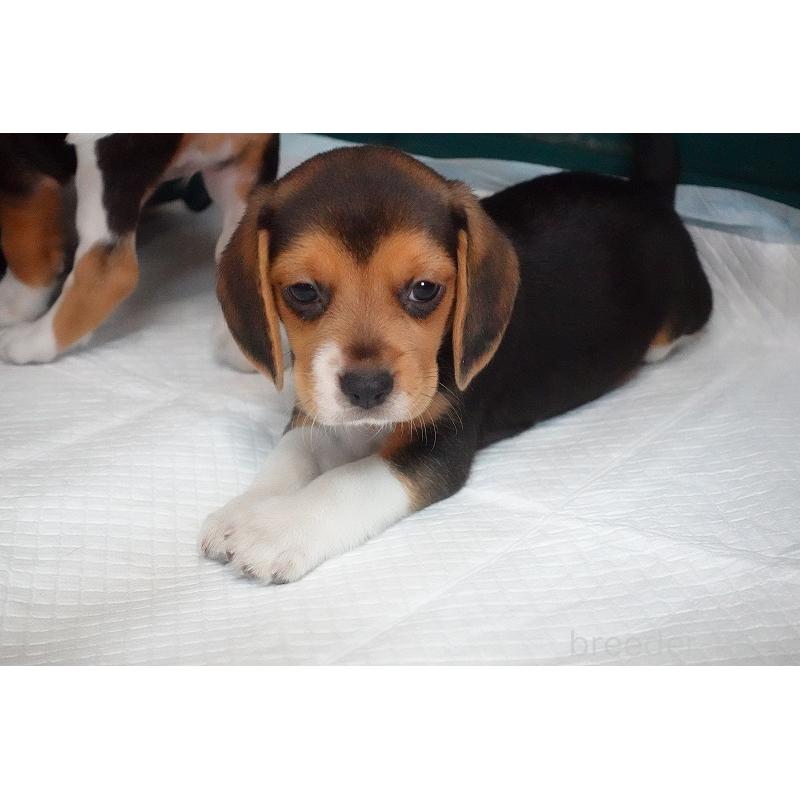 成約済の愛知県のビーグル-413576の2枚目