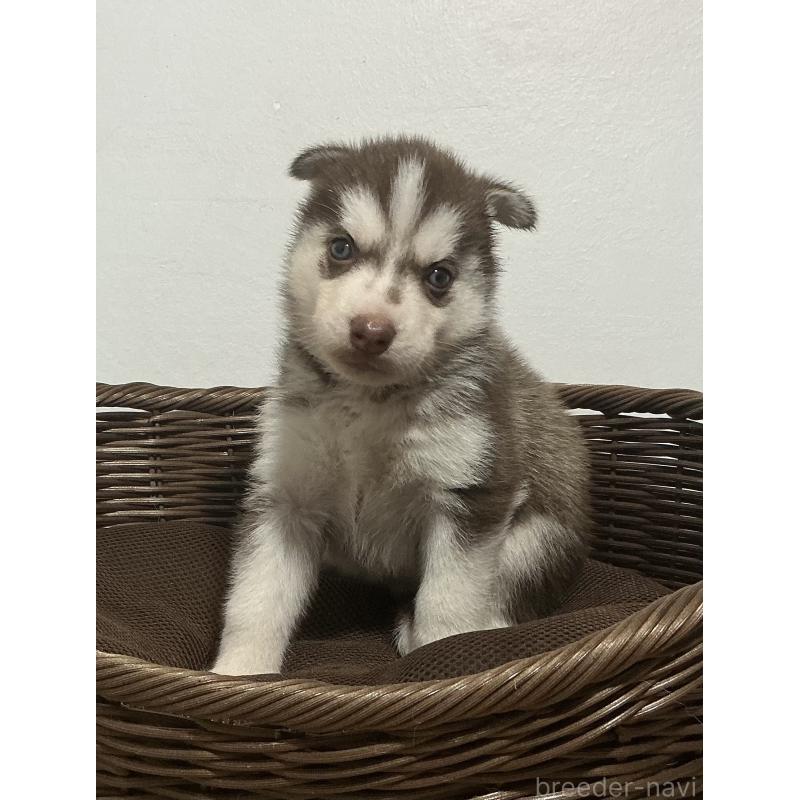 成約済の神奈川県のシベリアンハスキー-414603の13枚目