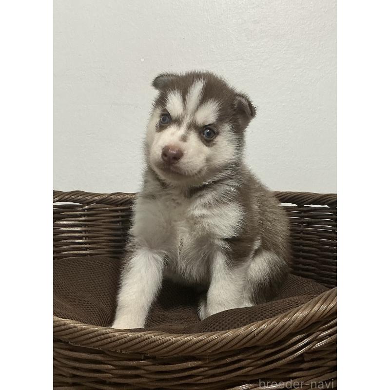 成約済の神奈川県のシベリアンハスキー-414603の12枚目