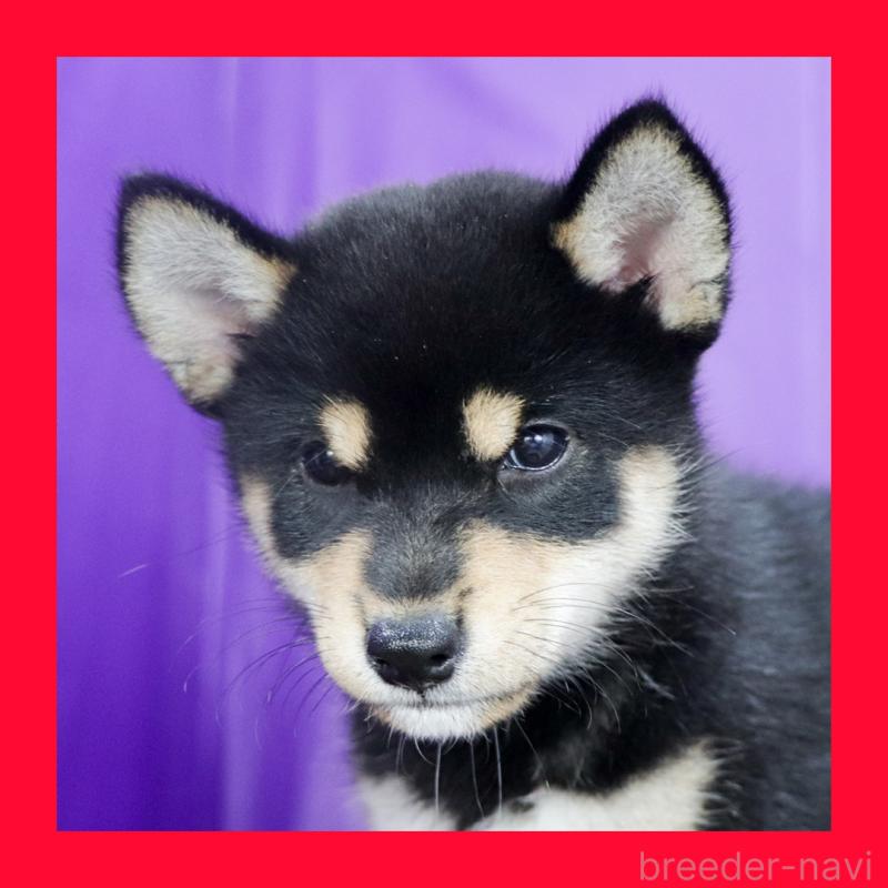 販売中の愛知県の柴犬-410462の6枚目