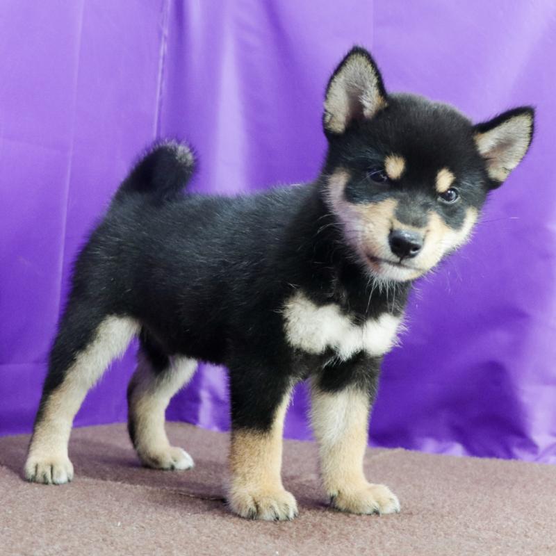 販売中の愛知県の柴犬-410462の5枚目