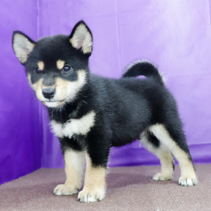 販売中の愛知県の柴犬-410462の4枚目