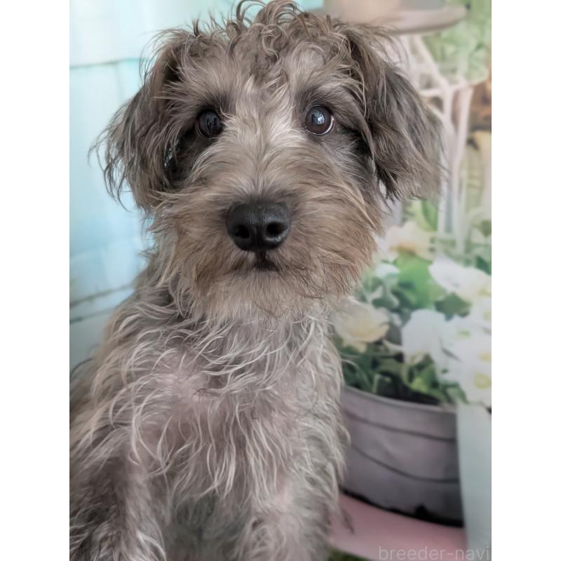 販売中の北海道のミックス犬-400723の5枚目