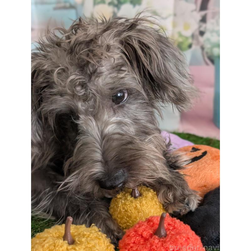 販売中の北海道のミックス犬-400723の3枚目