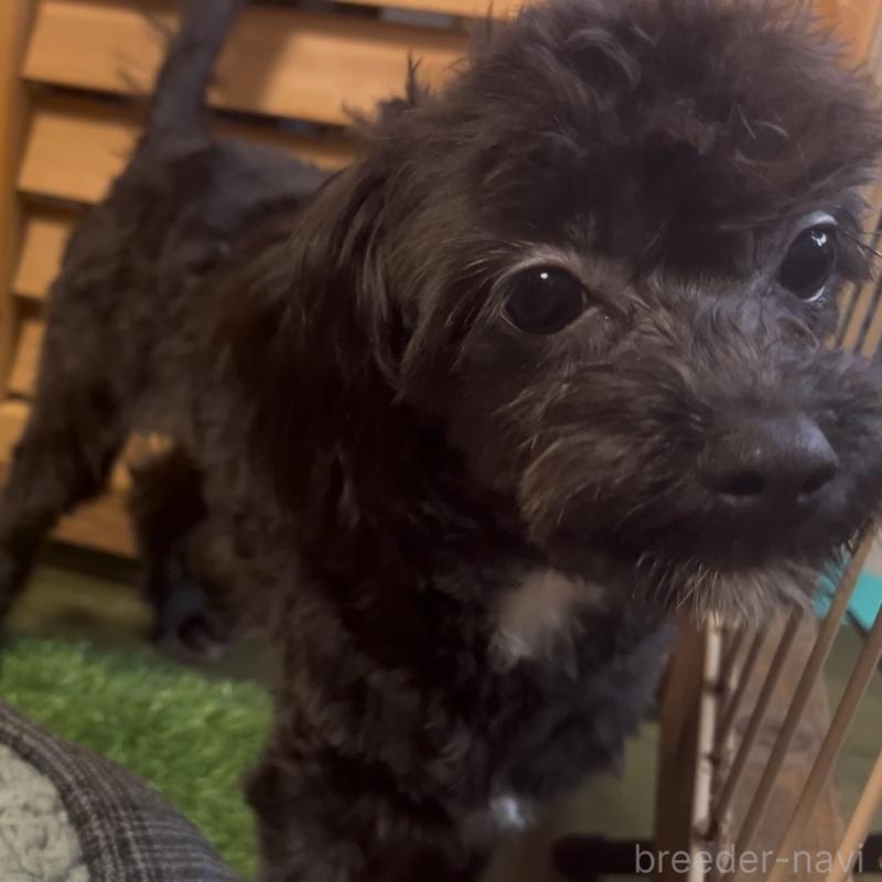 成約済の埼玉県のミックス犬-386389の5枚目