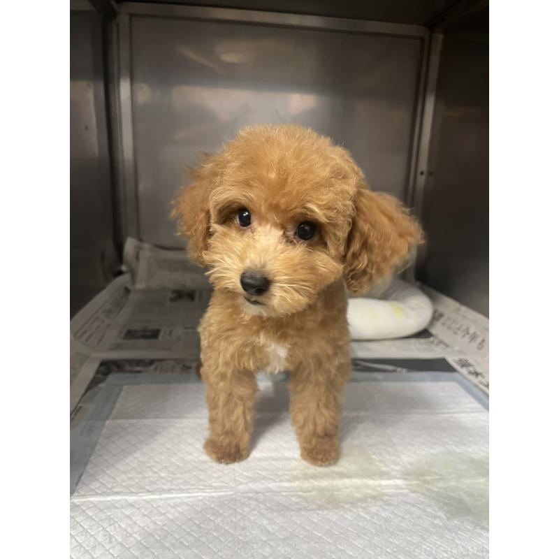 成約済の千葉県のトイプードル-414578の6枚目