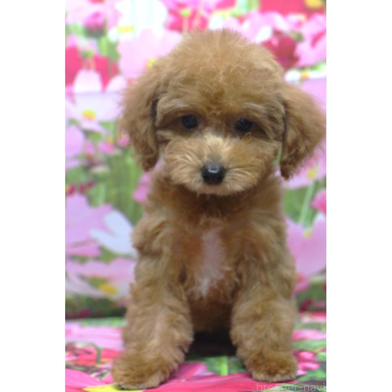 成約済の千葉県のトイプードル-414578の5枚目