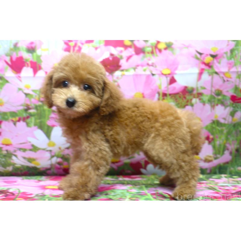 成約済の千葉県のトイプードル-414578の4枚目