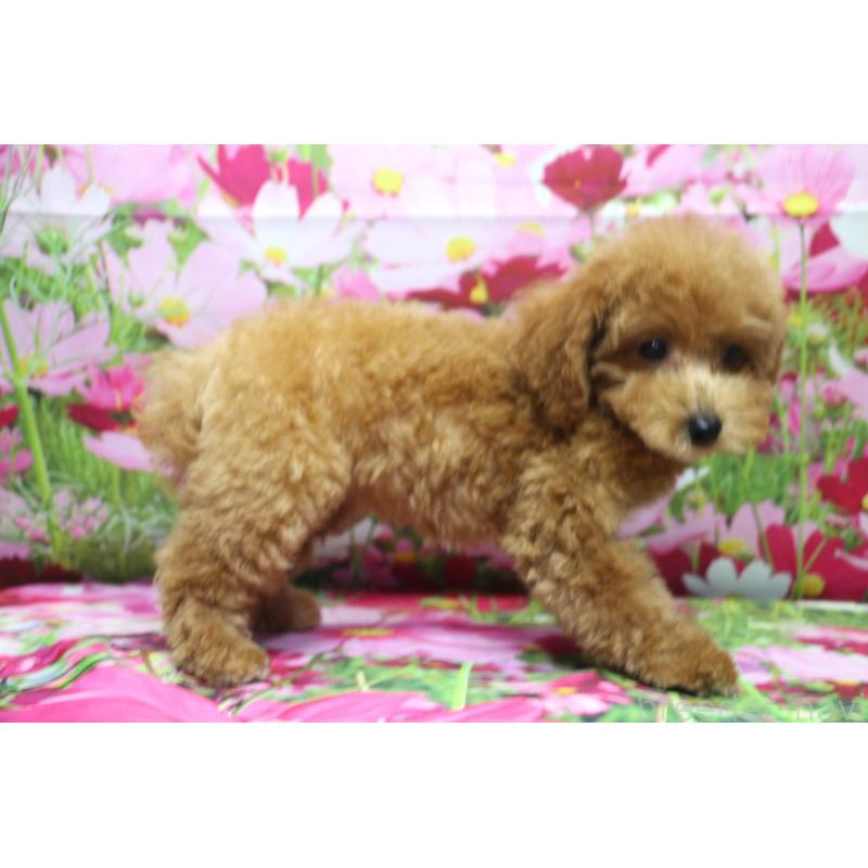 成約済の千葉県のトイプードル-414578の3枚目