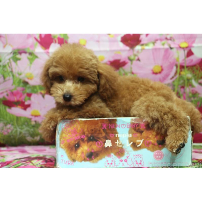 成約済の千葉県のトイプードル-414578の2枚目