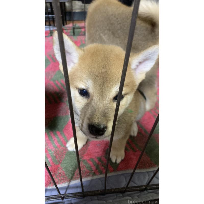 販売中の熊本県の柴犬-407319の2枚目