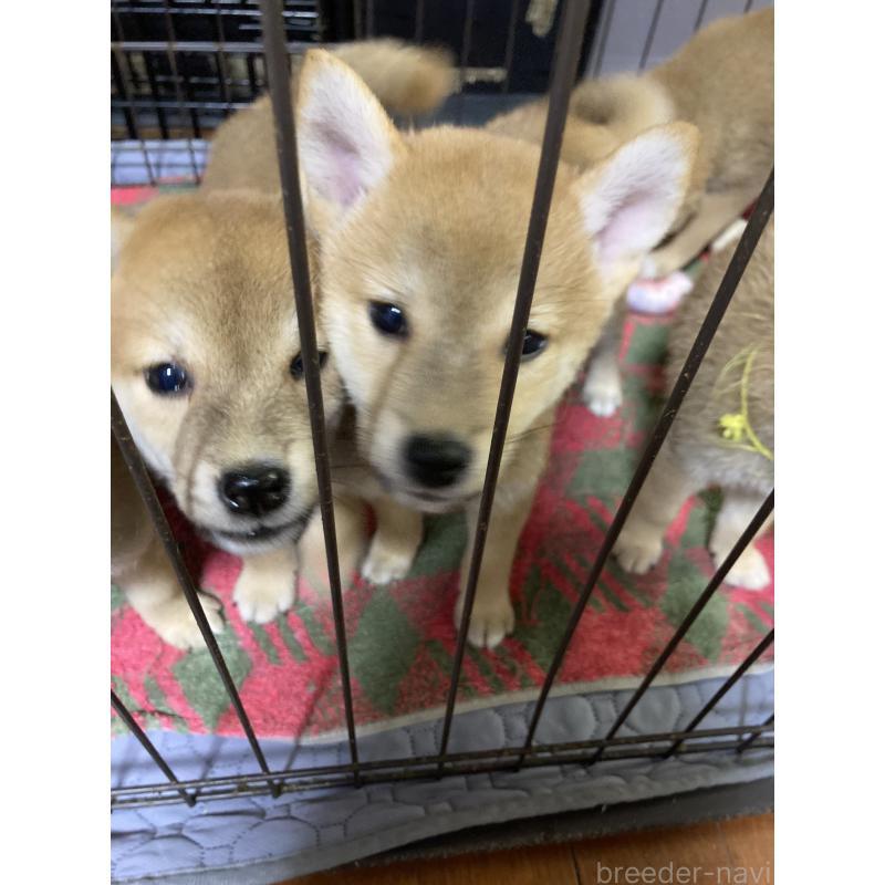 販売中の熊本県の柴犬-401019の5枚目