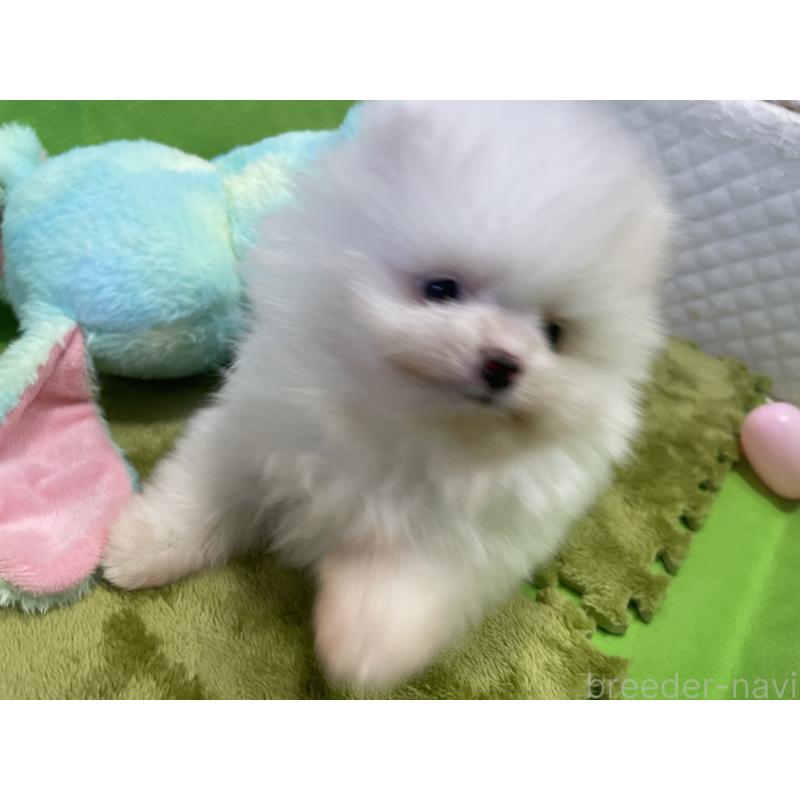 成約済の岐阜県のポメラニアン-413042の4枚目