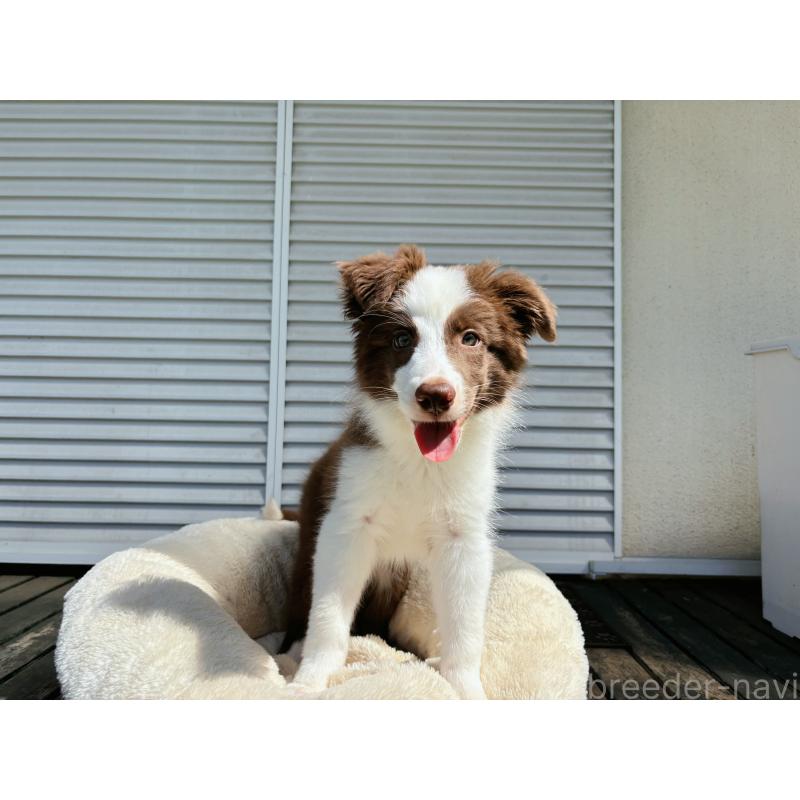 販売中の茨城県のボーダーコリー-403755の3枚目