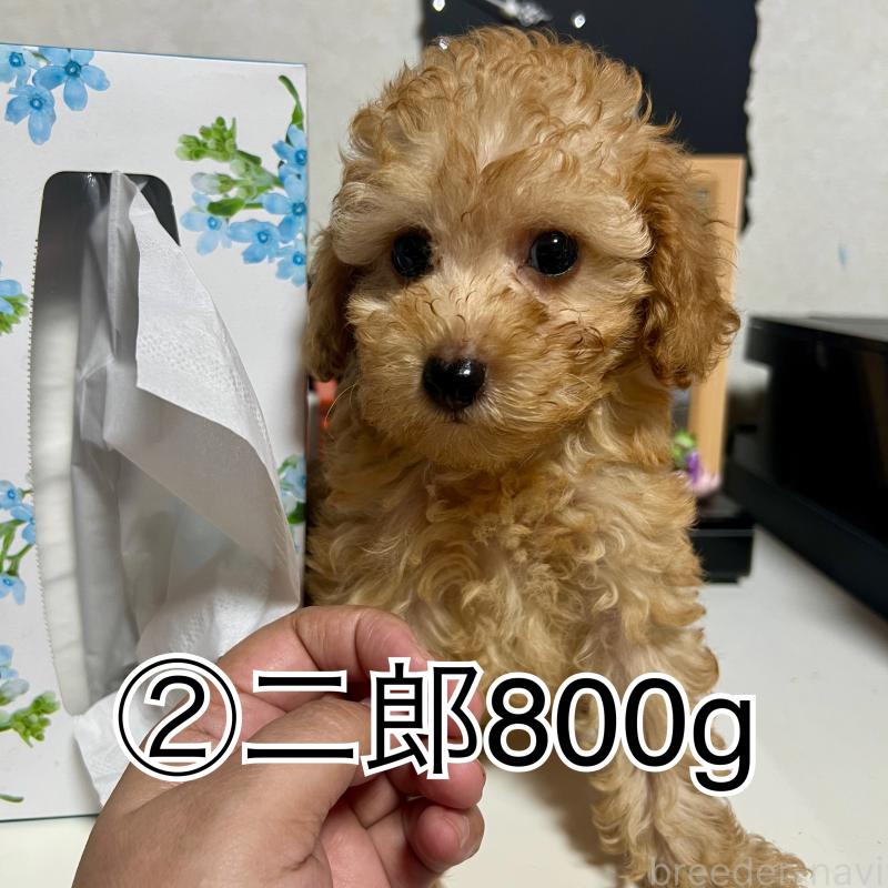 販売中の茨城県のトイプードル-416261の1枚目