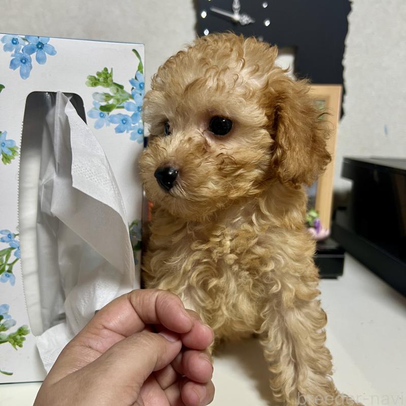 販売中の茨城県のトイプードル-416261の6枚目