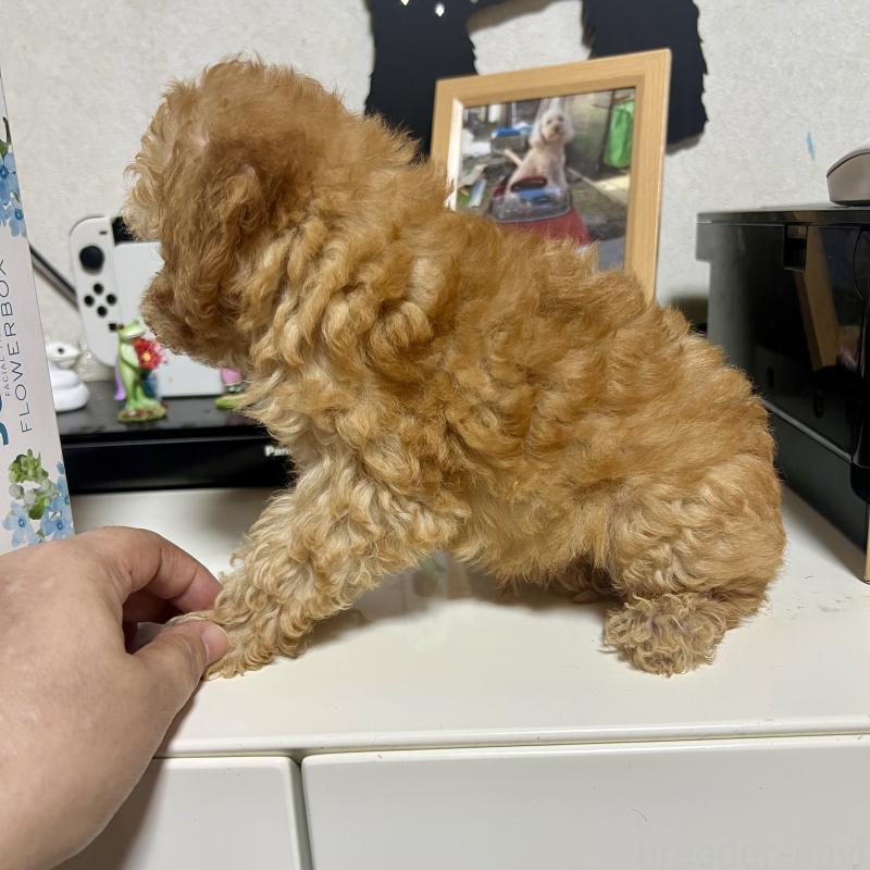 販売中の茨城県のトイプードル-416261の5枚目