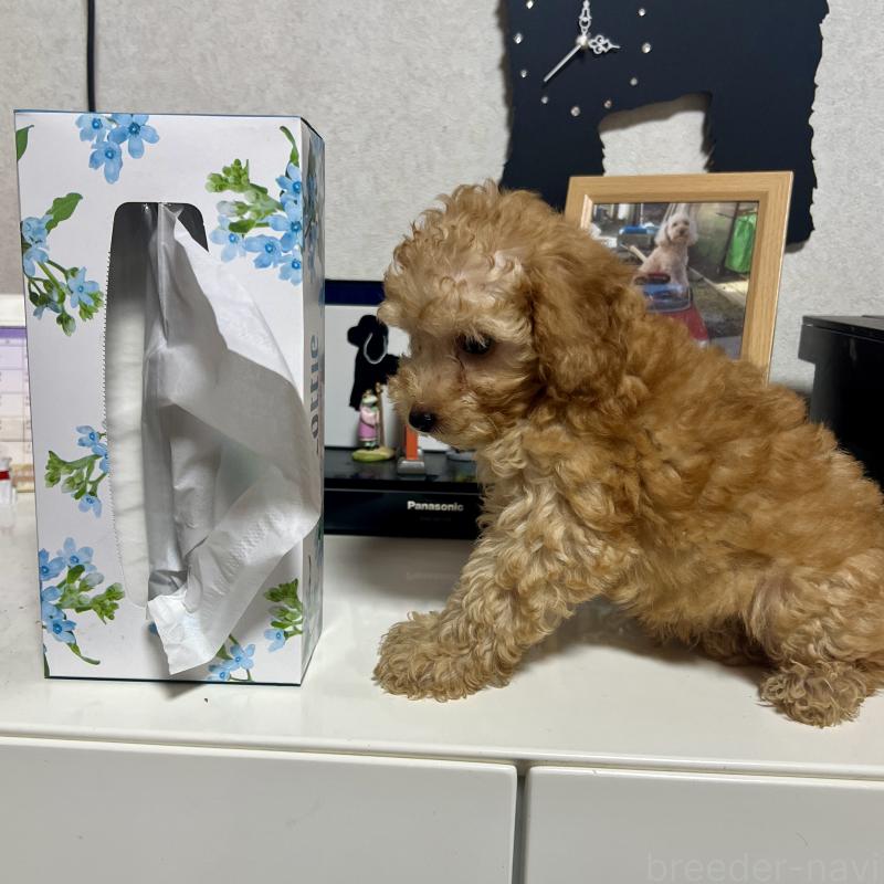 販売中の茨城県のトイプードル-416261の4枚目