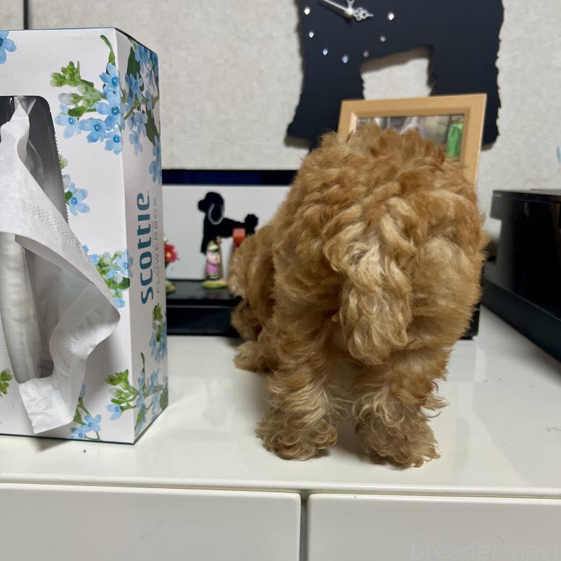 販売中の茨城県のトイプードル-416261の3枚目