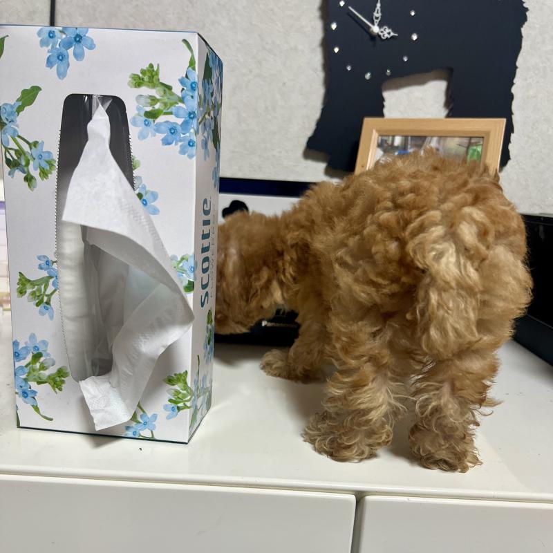 販売中の茨城県のトイプードル-416261の2枚目