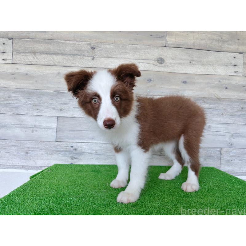 成約済の茨城県のボーダーコリー-403742の2枚目