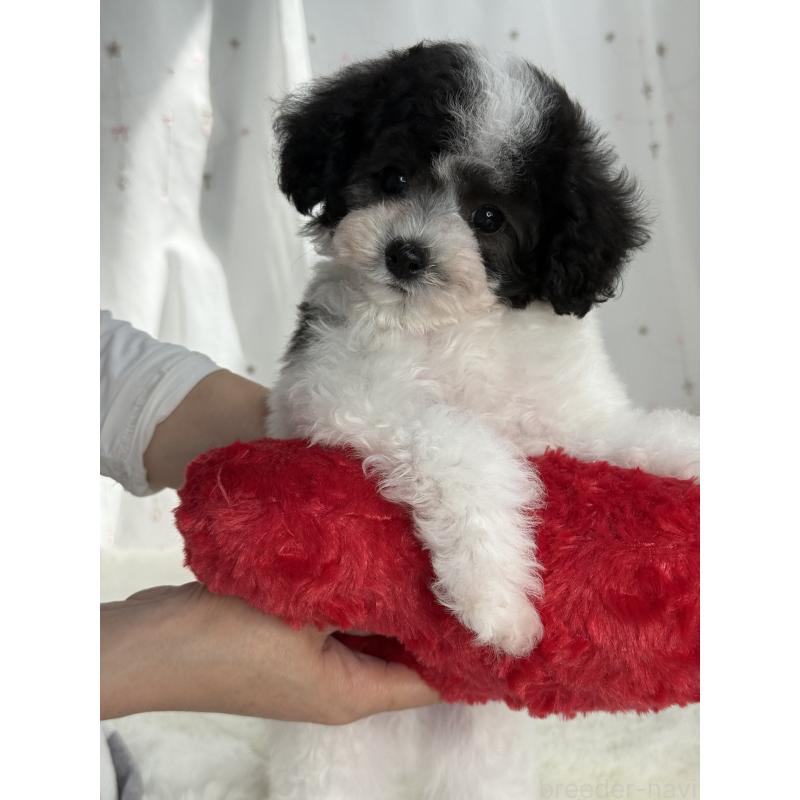 販売中の大阪府のタイニープードル-414032の16枚目