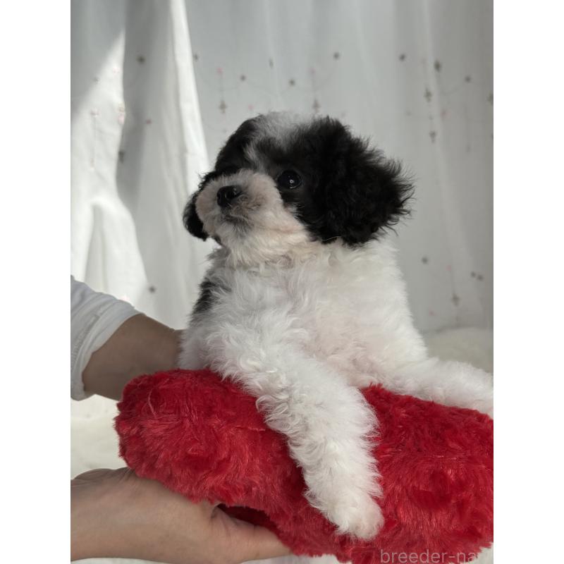 販売中の大阪府のタイニープードル-414032の15枚目
