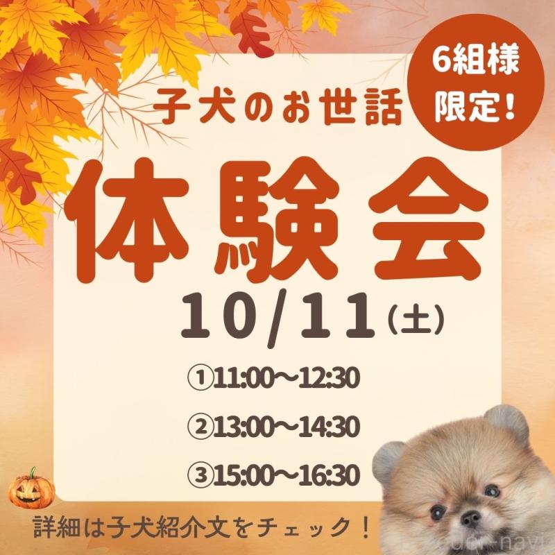 成約済の千葉県のカニンヘンダックスフンド(ロングヘアード)-415062の2枚目