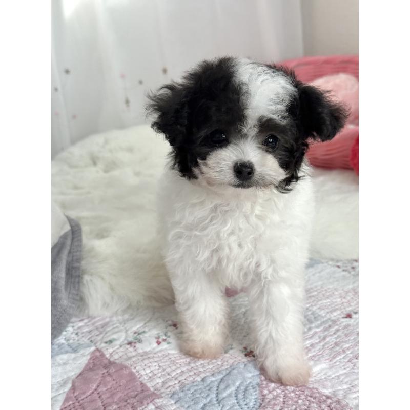 成約済の大阪府のティーカッププードル-414031の14枚目