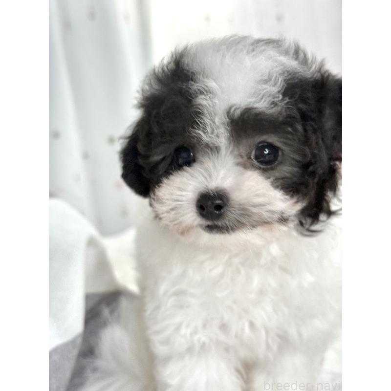 成約済の大阪府のティーカッププードル-414031の13枚目