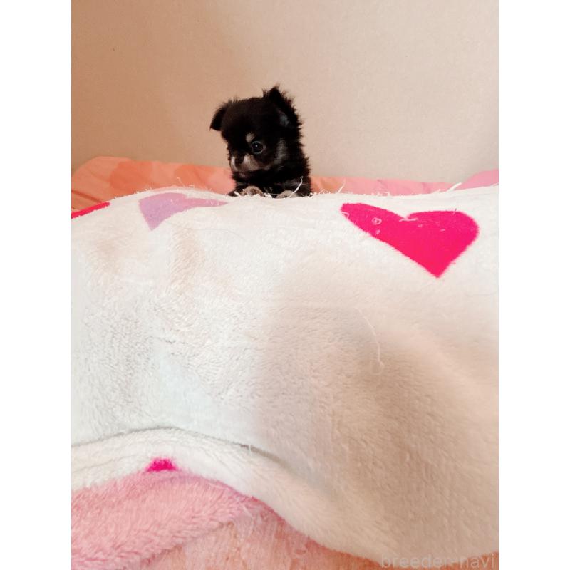 成約済の香川県のチワワ(ロングコート)-414545の5枚目