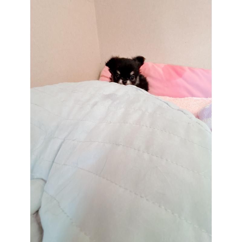 成約済の香川県のチワワ(ロングコート)-414545の4枚目